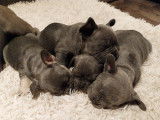 Chiots de race Bouledogue Français à vendre (4 mâles)