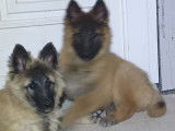 Chiots Berger Belge Tervueren à vendre