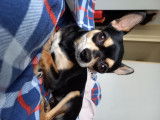 Chihuahua mâle disponible pour saillie