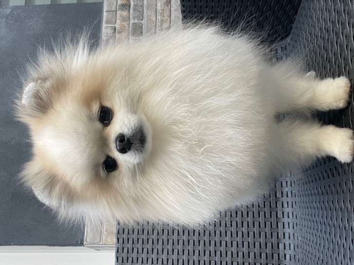 Superbe mâle Loulou de Poméranie de pure race disponible pour saillie
