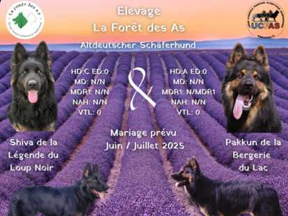 Chiots de race Altdeutscher Schäferhund