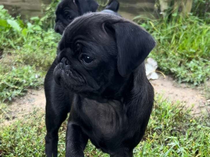 Chiots Carlin noire LOF à vendre