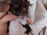 4 chiots Chihuahua Piebald