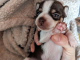 4 chiots Chihuahua Piebald