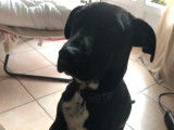 Andy, croisé Labrador à donner