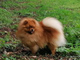 Superbe mâle Spitz Allemand disponible pour saillie