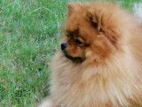 Superbe mâle Spitz Allemand disponible pour saillie