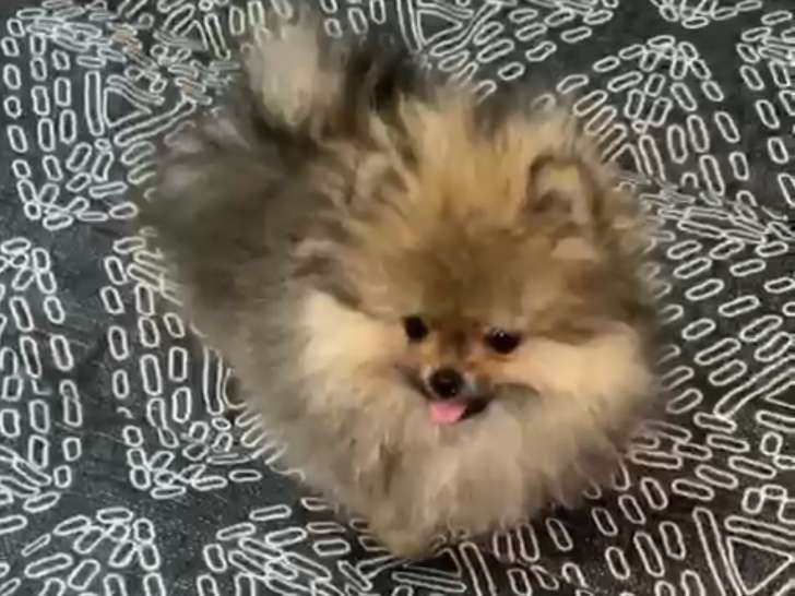 Chiot femelle Loulou de Poméranie à vendre