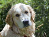 Mâle Golden Retriever disponible pour saillie