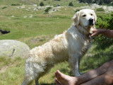 Mâle Golden Retriever disponible pour saillie