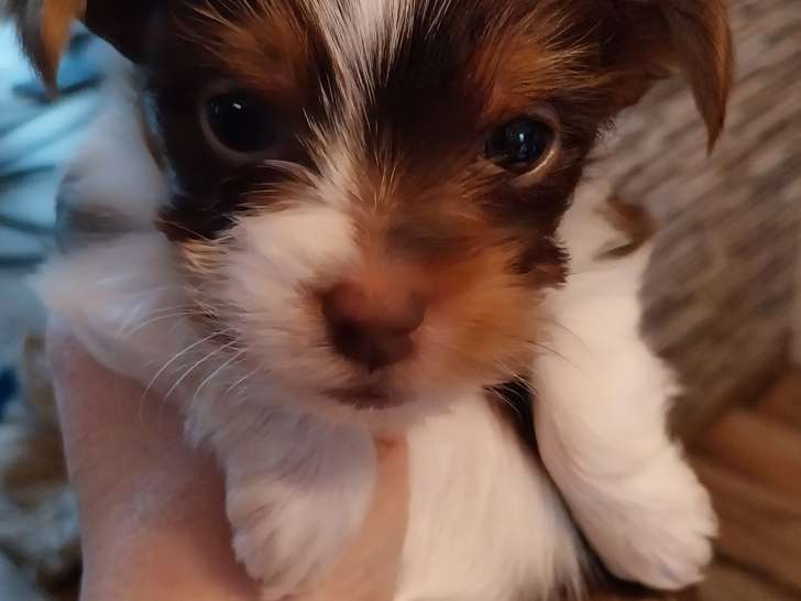 Magnifique chiot Biewer à vendre