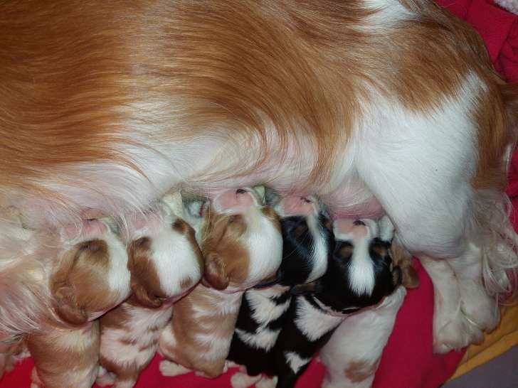 Chiots Cavalier King Charles à vendre