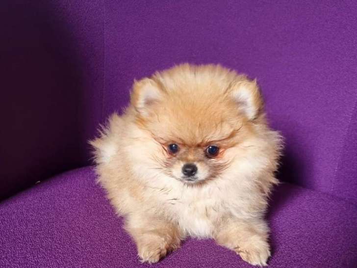 Chiots Loulou de Poméranie à vendre