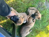Chiots Berger Belge Malinois à vendre