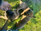 Chiots Berger Belge Malinois à vendre