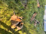 Chiots Berger Belge Malinois à vendre