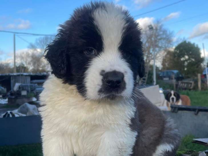 Chiots Saint-Bernard LOF à vendre