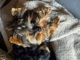 Cherche mâle Yorkshire Terrier pour saillie