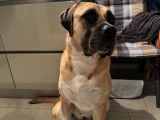 Femelle Bullmastiff de 4 ans à donner