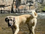 Chien Kangal adulte à donner