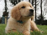 Chiot Golden Retriever LOF Fauve Orangé