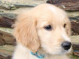 Chiot Golden Retriever LOF Fauve Orangé