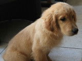 Chiot Golden Retriever LOF Fauve Orangé