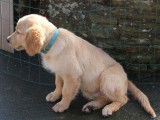 Chiot Golden Retriever LOF Fauve Orangé