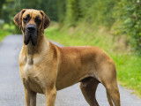 Étalon Dogue Allemand fauve disponible pour saillie