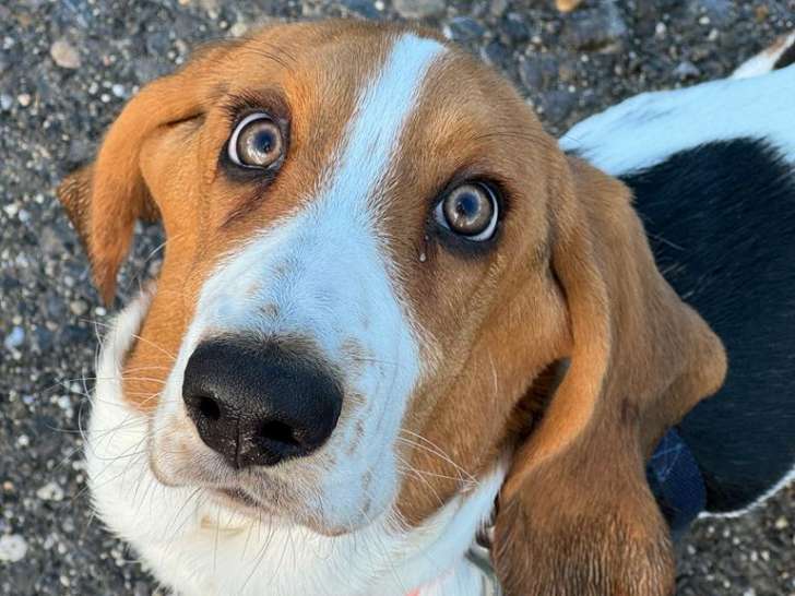 Très belle Basset Hound à vendre