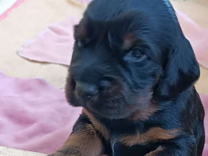 Un chiot