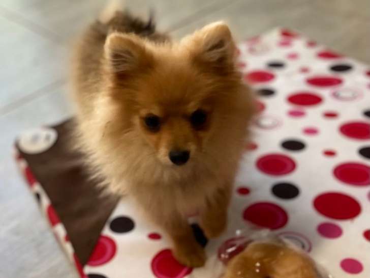 Femelle Loulou de Poméranie à vendre
