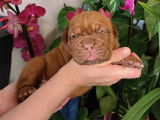 Chiots Dogue de Bordeaux LOF à vendre