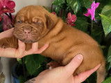 Chiots Dogue de Bordeaux LOF à vendre