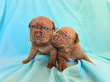Chiots Dogue de Bordeaux LOF à vendre