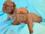 Chiots Dogue de Bordeaux LOF à vendre
