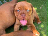 Chiots Dogue de Bordeaux LOF à vendre