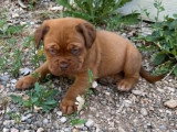 Chiots Dogue de Bordeaux LOF à vendre