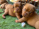 Chiots Dogue de Bordeaux LOF à vendre