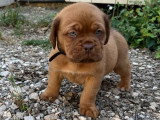 Chiots Dogue de Bordeaux LOF à vendre