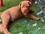 Chiots Dogue de Bordeaux LOF à vendre