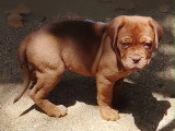Chiots Dogue de Bordeaux LOF à vendre