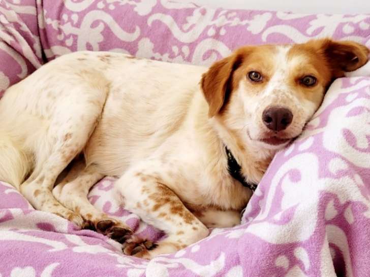 Jerry, gentil chien à adopter