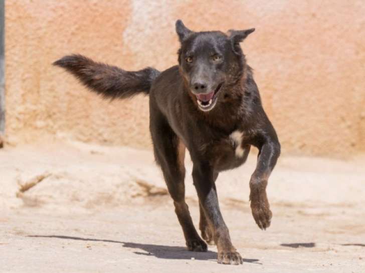 Brad, joli chien adulte à adopter