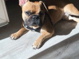 Tokio, mâle Bouledogue Français fauve disponible pour saillie