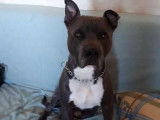 Donne chien American Staffordshire Terrier