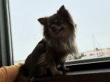 Mâle Chihuahua disponible pour saillie