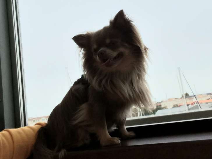 Mâle Chihuahua disponible pour saillie