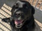 Chien Labrador noir à adopter