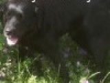 Chien Labrador noir à adopter